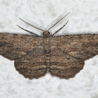 Ectropis excursaria (Common Bark Moth) at Ainslie, ACT - 21 Dec 2019 by jb2602