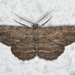 Ectropis excursaria (Common Bark Moth) at Ainslie, ACT - 21 Dec 2019 by jbromilow50