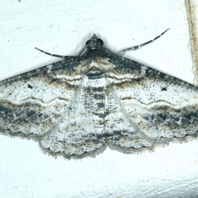 Syneora euboliaria (Boarmiini, Geometer moth) at Ainslie, ACT - 21 Dec 2019 by jb2602