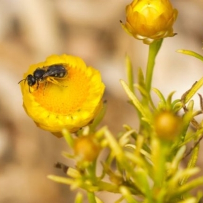 Lasioglossum (Chilalictus) sp. (genus & subgenus) (Halictid bee) at Kaleen, ACT - 23 Dec 2019 by Durnick01