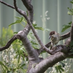 Cracticus torquatus (Grey Butcherbird) at Kaleen, ACT - 30 Dec 2018 by Universal_Jason