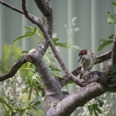 Cracticus torquatus (Grey Butcherbird) at Kaleen, ACT - 30 Dec 2018 by UniversalJason