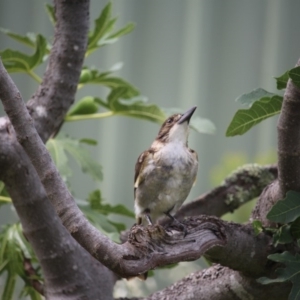 Cracticus torquatus at Kaleen, ACT - 30 Dec 2018 06:17 PM