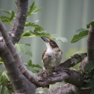 Cracticus torquatus at Kaleen, ACT - 30 Dec 2018 06:17 PM