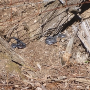 Pseudechis porphyriacus at Wingecarribee Local Government Area - 26 Mar 2019