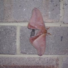 Unidentified Emperor moth (Saturniidae) at Wingecarribee Local Government Area - 24 Oct 2003 by BillM