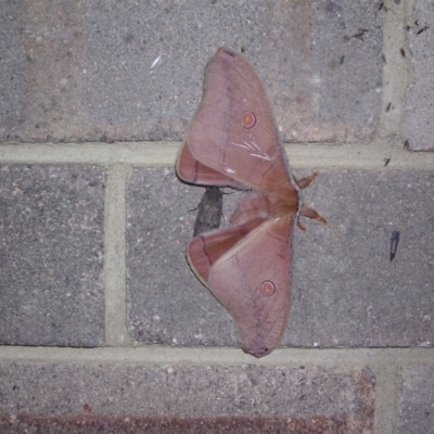 Unidentified Emperor moth (Saturniidae) at Wingecarribee Local Government Area - 24 Oct 2003 by BillM