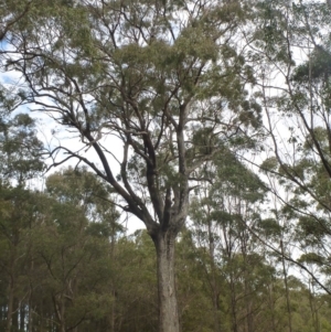 Eucalyptus quadrangulata at Exeter - 27 Dec 2019