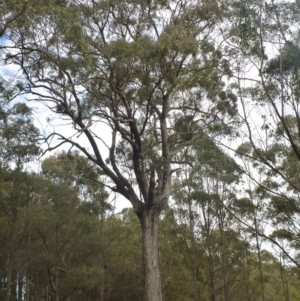 Eucalyptus quadrangulata at Wingecarribee Local Government Area - 27 Dec 2019
