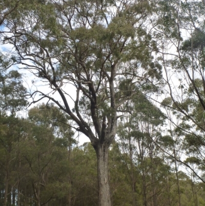 Eucalyptus quadrangulata (White-topped Box) at Wingecarribee Local Government Area - 27 Dec 2019 by BillM