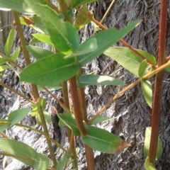 Eucalyptus quadrangulata at Exeter - 27 Dec 2019