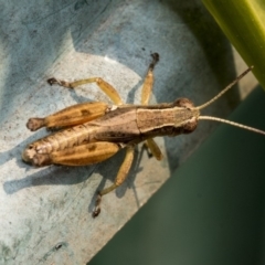 Phaulacridium vittatum (Wingless Grasshopper) at Higgins, ACT - 24 Dec 2019 by AlisonMilton