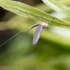 Ephemeroptera (order) at Higgins, ACT - 24 Dec 2019 09:00 AM