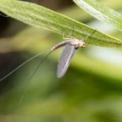Ephemeroptera (order) (Unidentified Mayfly) at Higgins, ACT - 23 Dec 2019 by AlisonMilton