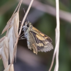 Ocybadistes walkeri (Green Grass-dart) at Higgins, ACT - 24 Dec 2019 by AlisonMilton