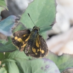 Ocybadistes walkeri at Higgins, ACT - 24 Dec 2019 09:02 AM