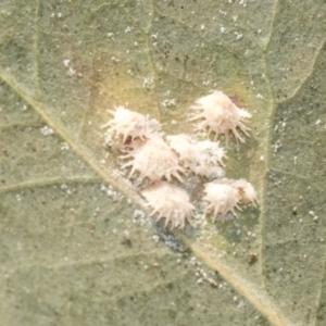 Cardiaspina sp. (genus) at Higgins, ACT - 24 Dec 2019