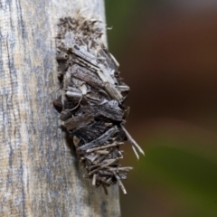 Psychidae (family) IMMATURE (Unidentified case moth or bagworm) at Higgins, ACT - 24 Dec 2019 by AlisonMilton