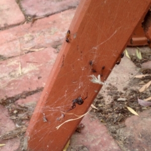 Latrodectus hasselti at Aranda, ACT - 23 Dec 2019