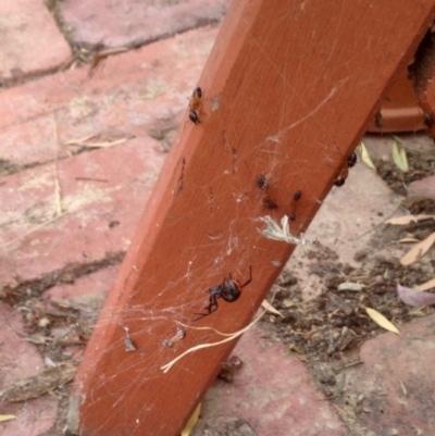 Latrodectus hasselti (Redback Spider) at Aranda, ACT - 23 Dec 2019 by KMcCue