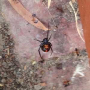 Latrodectus hasselti at Aranda, ACT - 23 Dec 2019