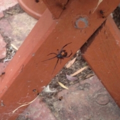 Latrodectus hasselti at Aranda, ACT - 23 Dec 2019 07:42 PM