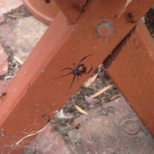 Latrodectus hasselti at Aranda, ACT - 23 Dec 2019 07:42 PM