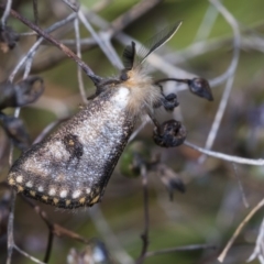 Epicoma contristis (Yellow-spotted Epicoma Moth) at Higgins, ACT - 23 Dec 2019 by AlisonMilton