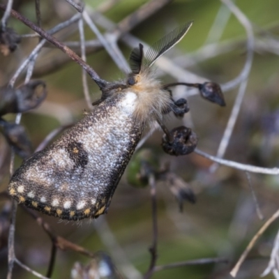 Epicoma contristis (Yellow-spotted Epicoma Moth) at Higgins, ACT - 24 Dec 2019 by AlisonMilton