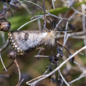 Epicoma contristis at Higgins, ACT - 24 Dec 2019