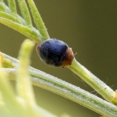 Cryptolaemus montrouzieri (Mealybug ladybird) at Acton, ACT - 11 Dec 2019 by AlisonMilton