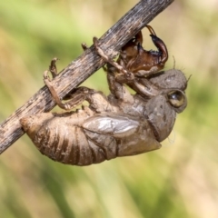 Psaltoda moerens (Redeye cicada) at Acton, ACT - 11 Dec 2019 by AlisonMilton