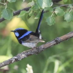 Malurus cyaneus (Superb Fairywren) at Lake Burley Griffin West - 11 Dec 2019 by Alison Milton