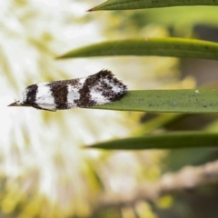 Isomoralla eriscota (A concealer moth) at Acton, ACT - 11 Dec 2019 by AlisonMilton