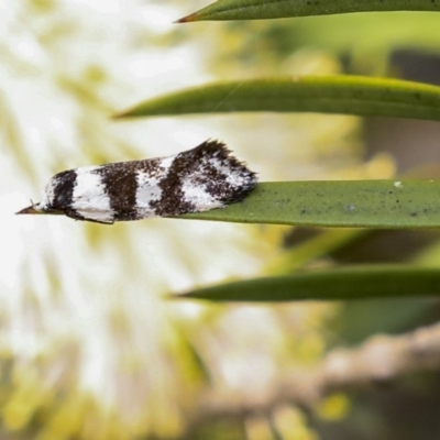 Isomoralla eriscota (A concealer moth) at Lake Burley Griffin West - 11 Dec 2019 by AlisonMilton