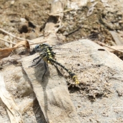 Austrogomphus australis (Inland Hunter) at Mount Ainslie to Black Mountain - 11 Dec 2019 by AlisonMilton