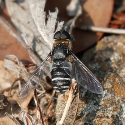 Villa sp. (genus) (Unidentified Villa bee fly) at McQuoids Hill - 22 Dec 2019 by HelenCross