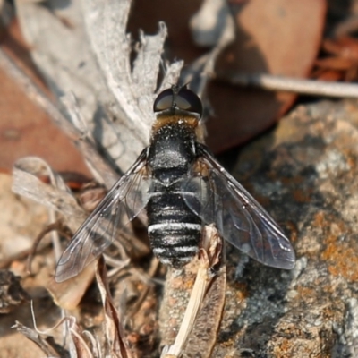 Villa sp. (genus) (Unidentified Villa bee fly) at Kambah, ACT - 23 Dec 2019 by HelenCross