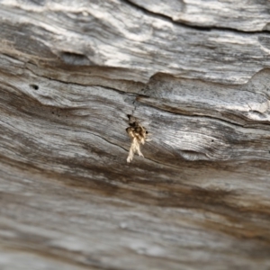 Isodontia sp. (genus) at Tuggeranong DC, ACT - 23 Dec 2019