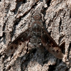 Anthrax sp. (genus) at Tuggeranong DC, ACT - 23 Dec 2019 10:29 AM