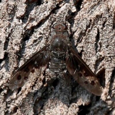 Anthrax sp. (genus) (Unidentified Anthrax bee fly) at Tuggeranong DC, ACT - 22 Dec 2019 by HelenCross