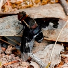 Balaana sp. (genus) (Bee Fly) at Tuggeranong DC, ACT - 23 Dec 2019 by HelenCross