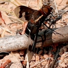 Balaana sp. (genus) at Tuggeranong DC, ACT - 23 Dec 2019