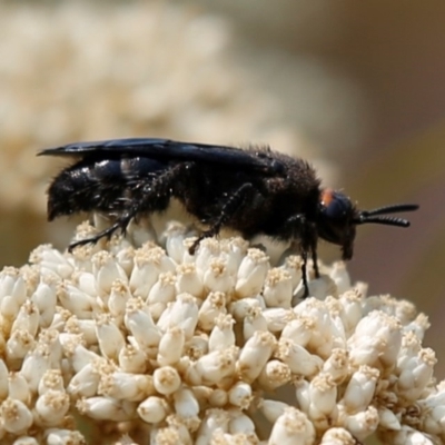 Scolia (Discolia) verticalis (Yellow-headed hairy flower wasp) at Kambah, ACT - 23 Dec 2019 by HelenCross