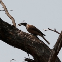 Philemon corniculatus (Noisy Friarbird) at Kambah, ACT - 23 Dec 2019 by HelenCross