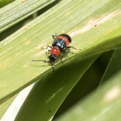 Dicranolaius bellulus (Red and Blue Pollen Beetle) at Acton, ACT - 11 Dec 2019 by AlisonMilton