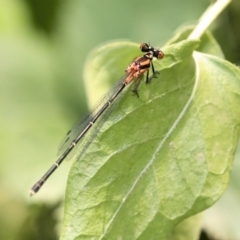 Nososticta solida (Orange Threadtail) at Australian National University - 11 Dec 2019 by AlisonMilton