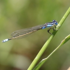 Ischnura heterosticta (Common Bluetail Damselfly) at Sullivans Creek, Acton - 11 Dec 2019 by AlisonMilton