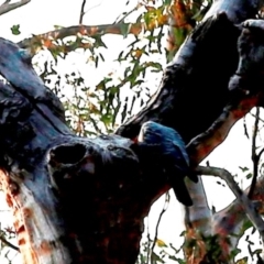 Callocephalon fimbriatum (Gang-gang Cockatoo) at Acton, ACT - 16 Dec 2019 by HelenCross