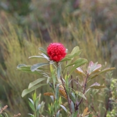 Telopea speciosissima (NSW Waratah) at Upper Nepean State Conservation Area - 6 Oct 2018 by JanHartog